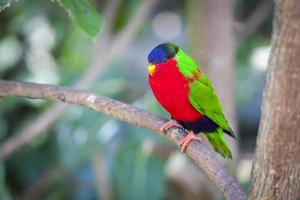 lory à collier des îles fidji photo