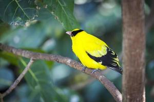 oriole à nuque noire d'asie orientale photo