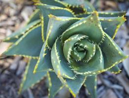 résumé de succulentes du désert photo