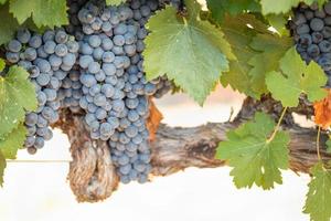 vignoble avec des raisins de cuve mûrs et luxuriants sur la vigne prêts pour la récolte photo