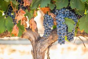 vignoble avec des raisins de cuve mûrs et luxuriants sur la vigne prêts pour la récolte photo