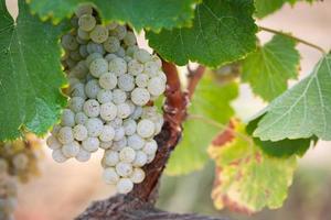 vignoble avec des raisins de cuve mûrs et luxuriants sur la vigne prêts pour la récolte photo