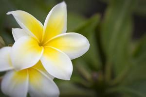 belles fleurs de plumeria sur la branche photo