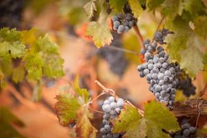 raisins de cuve mûrs et luxuriants avec des gouttes de brume sur la vigne photo