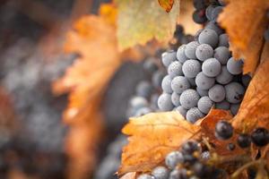 raisins de cuve mûrs et luxuriants avec des gouttes de brume sur la vigne photo