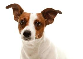 portrait d'un adorable jack russell terrier photo