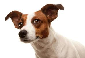 portrait d'un adorable jack russell terrier photo