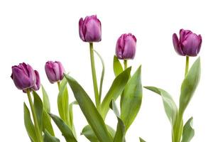 ensemble de tulipes violettes photo