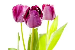 ensemble de tulipes violettes photo