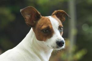 jack russell terrier portrait photo