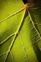 feuille de vigne éclairée de façon spectaculaire sur la vigne photo