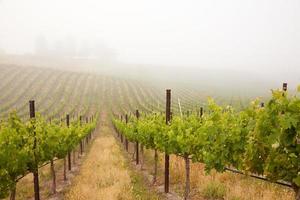 beau vignoble de raisin luxuriant photo