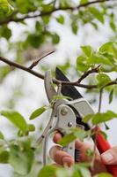 jardinage, gros plan d'une main avec des ciseaux photo