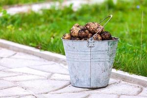 seau en métal plein de pommes de terre fraîches photo