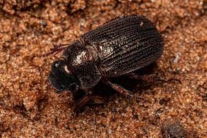 scarabée hanneton adulte photo