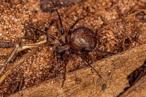 araignée zodarienne adulte photo