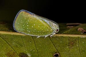 insecte cicadelle adulte photo