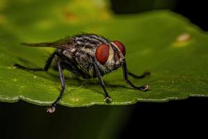 mouche de la chair adulte photo