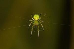 petit orbweaver typique photo