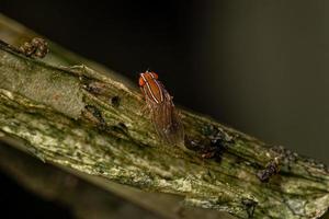 mouche de la figue africaine adulte photo