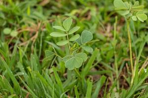 petite plante verte photo