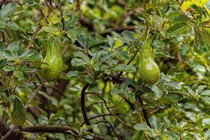 arbre fruitier d'avocat photo