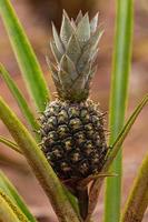 plante fruitière d'ananas photo