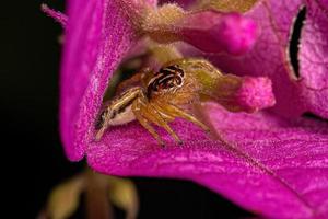 petite araignée sauteuse photo