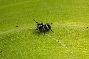 petite araignée sauteuse photo