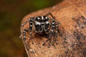 araignée sauteuse mâle adulte photo