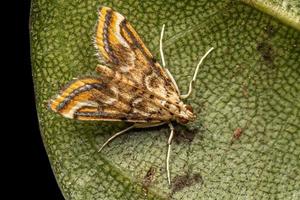 papillon de nuit adulte photo