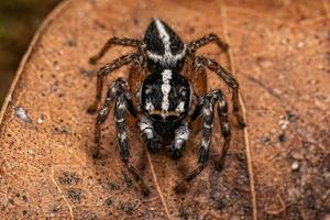 araignée sauteuse mâle adulte photo
