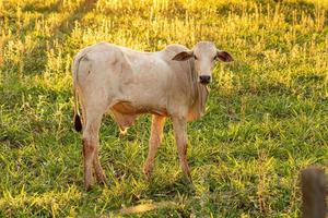 vache blanche adulte photo