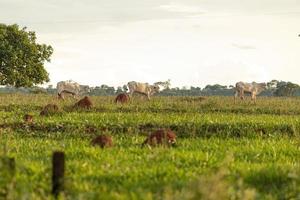 vaches blanches adultes photo