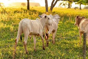 vache blanche adulte photo