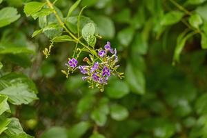 fleurs violettes photo