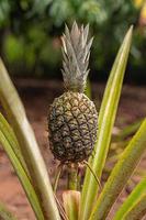 plante fruitière d'ananas photo