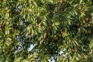 arbre angiosperme en fructification photo