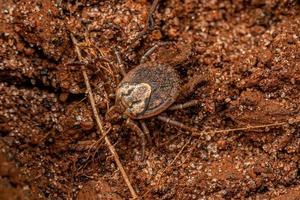 tique de cayenne adulte femelle photo