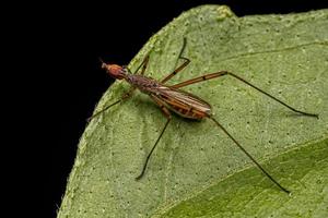 mouche adulte sur échasses photo