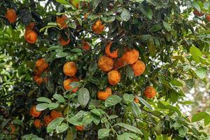 arbre fruitier rangpur photo