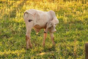 vache blanche adulte photo