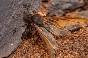 Fourmis à grosse tête femelle adulte se nourrissant d'une fourmi coupeuse de feuilles atta ailée mâle adulte photo