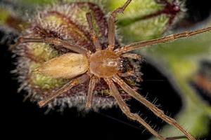 araignée sac adulte à longues pattes photo