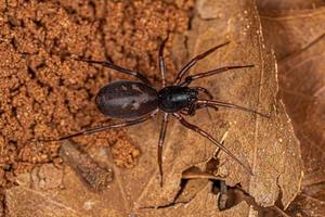 Fourmi femelle adulte imitant l'araignée sac photo