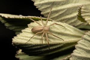 Araignée crabe en cours d'exécution femelle adulte photo