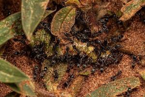 fourmis pyramidales adultes mangeant une sauterelle morte photo