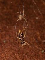 Araignée veuve brune adulte femelle s'attaquant à une cicindèle métallique adulte photo