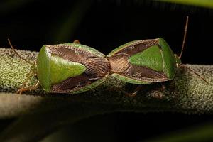 nymphe de punaise du genre edessa photo