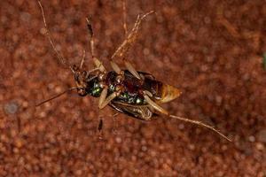 Cicindèle métallique adulte pris dans la toile d'une araignée veuve brune photo